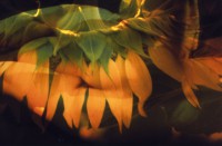 /album/metamorfose/vrouw025-jpg/